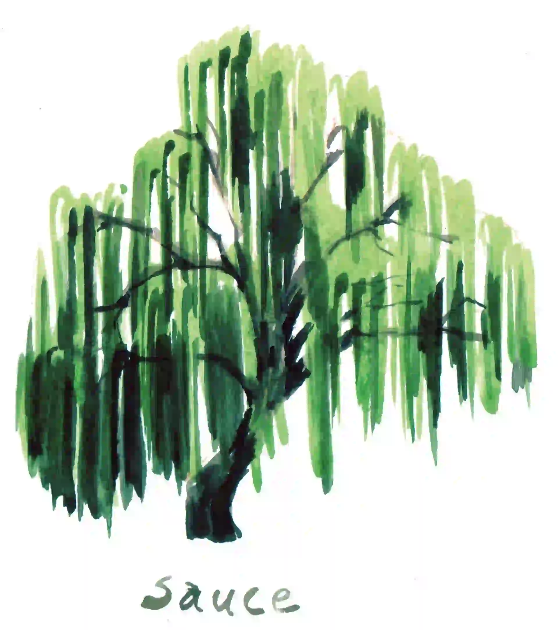 # PARA TI - HOROSCOPO CELTA - Estar mejor - 05 SAUCE - VERONICA PALMIERI - 20180119