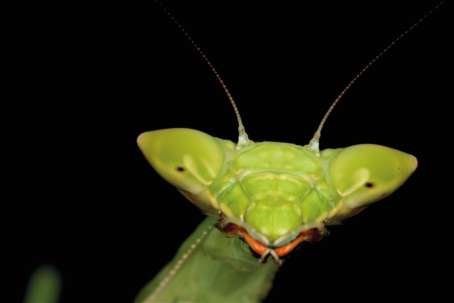 Retrato de una mantis en Salta.