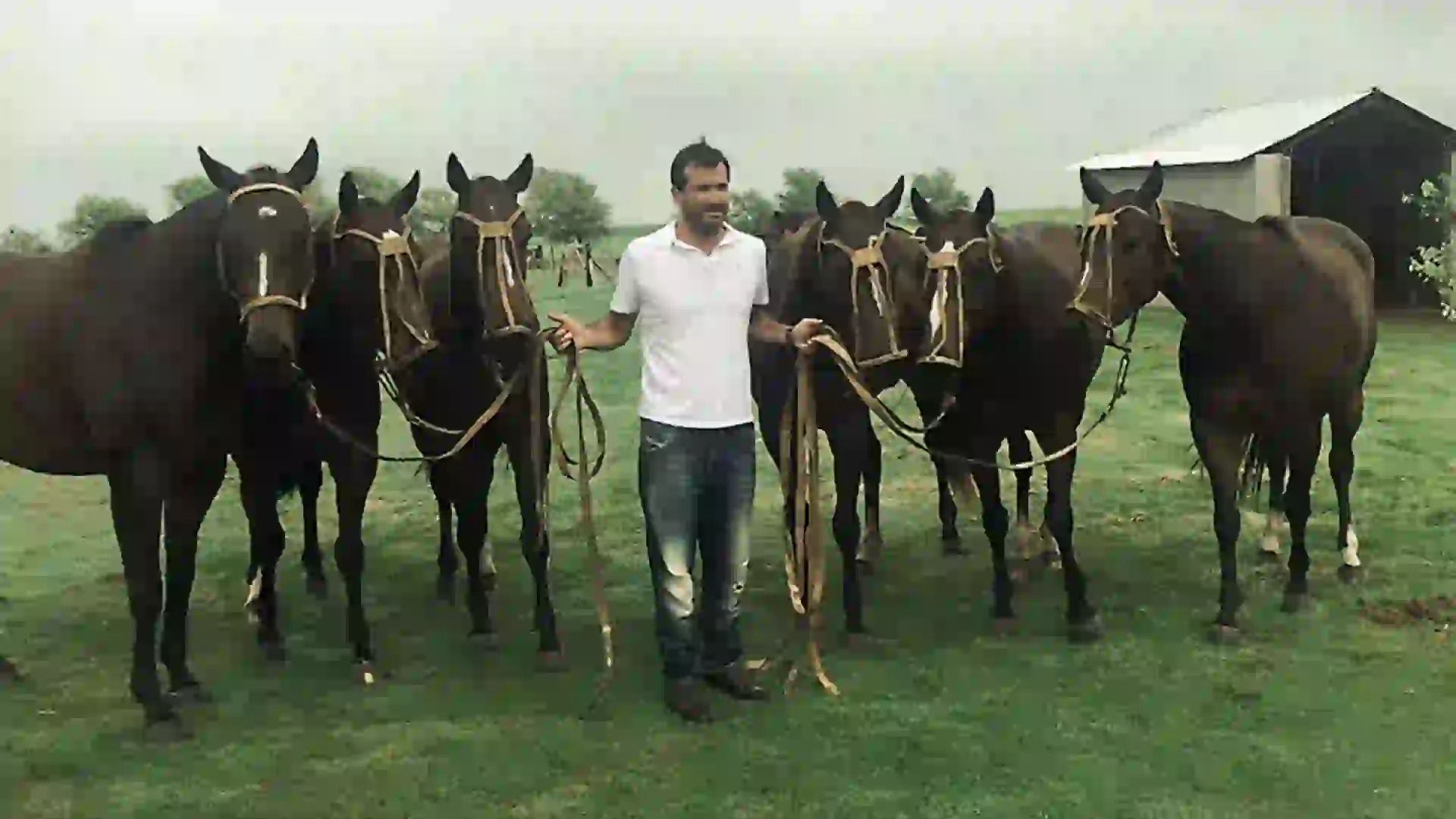 # PARA TI - CLONACION - News - CABALLOS DE CAMBIASO - 20180323