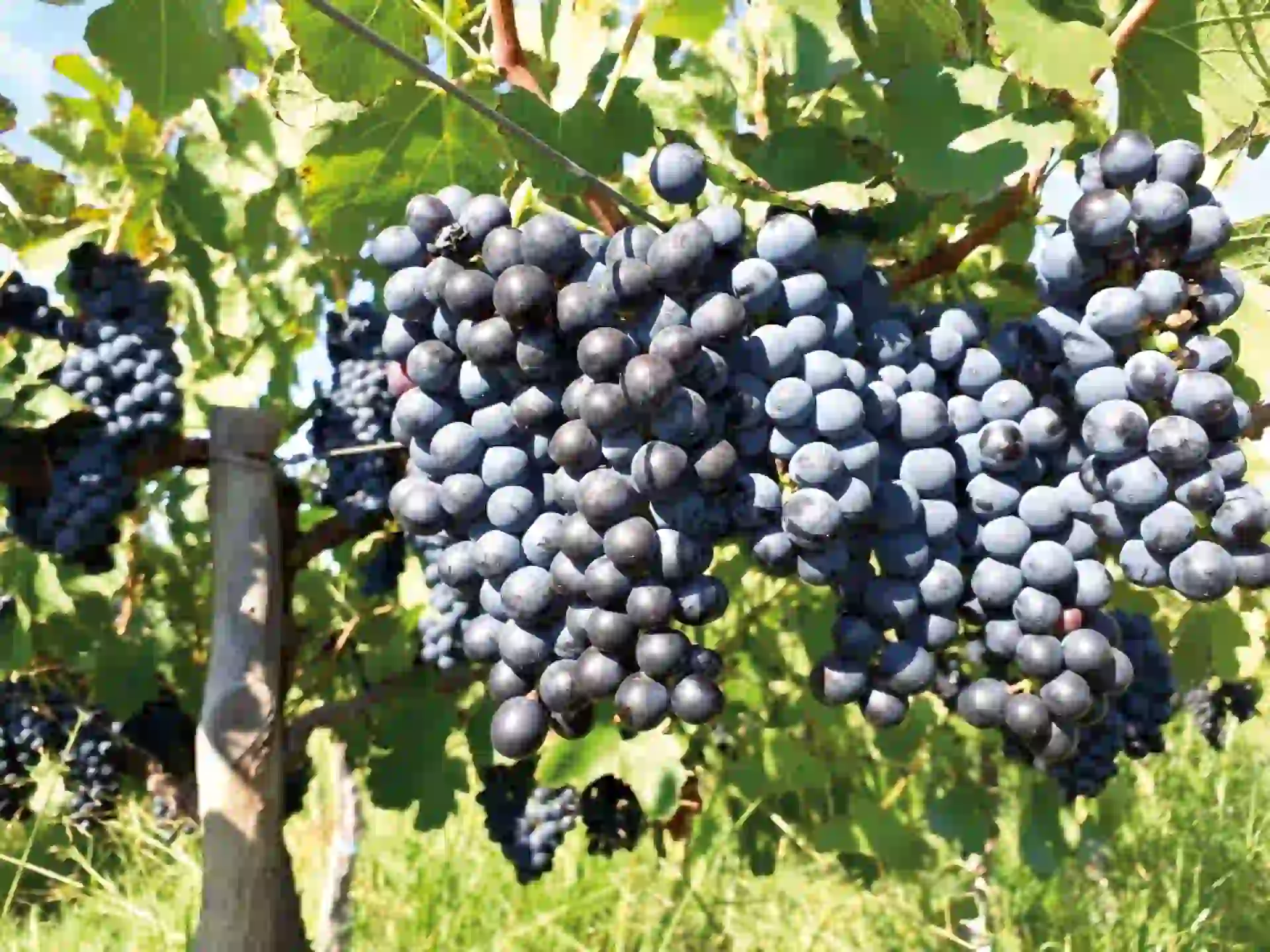 er partícipes activos del proceso de producción y darse el gusto de catar una copa de vino de autoría entusiasma a los participantes del emprendimiento Altos de Tinogasta, que opera en la finca La Aguadita, al oeste de Catamarca, en Tinogasta, al borde de la Cordillera de los Andes.