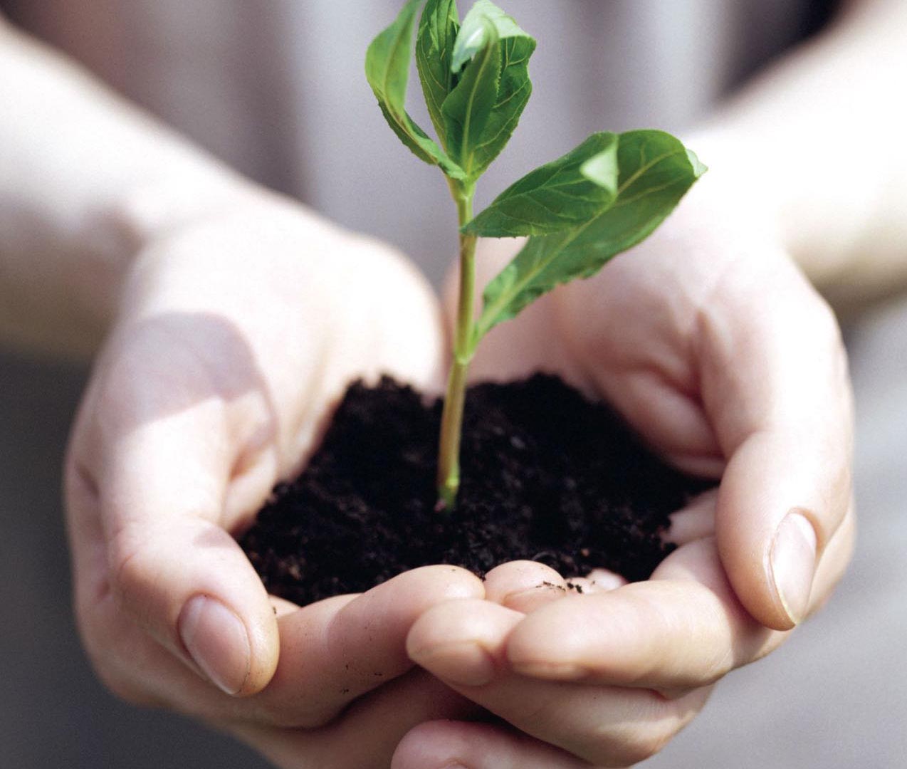 Tendencia verde: invertir en productos de la tierra