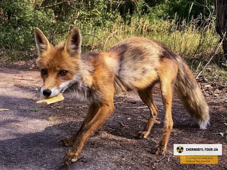 Un zorro contaminado con radiación en las cercanías a Chernóbil.