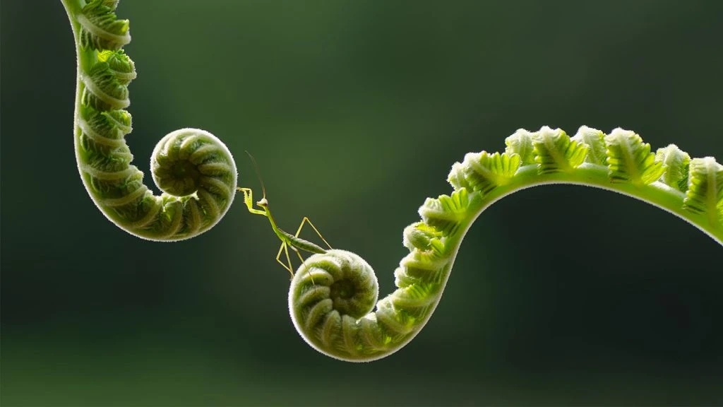 Charla sobre la naturaleza. Mónica Cohen. Para Ti Deco. Puro Diseño