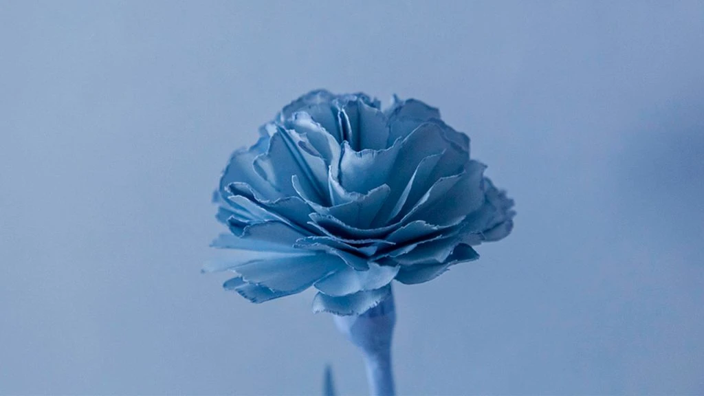 Koral Antolín. Flores de papel