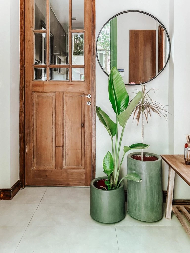 Flor de pájaro. Plantas de interior