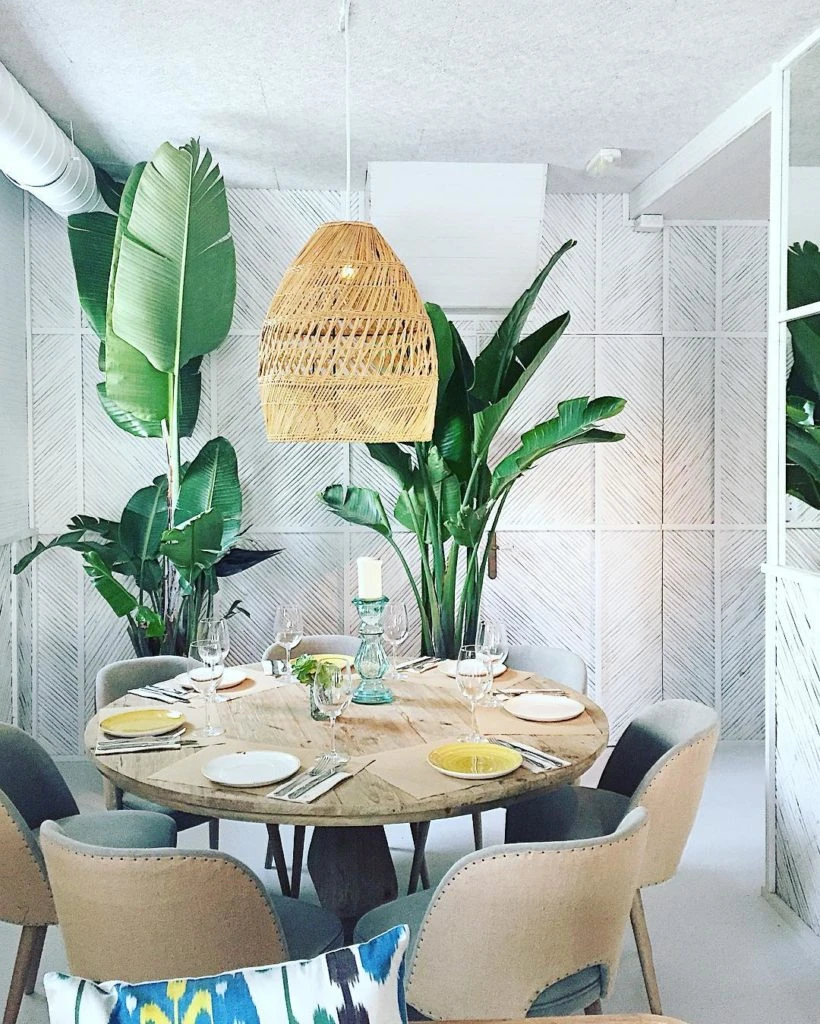 Flor de pájaro. Plantas de interior