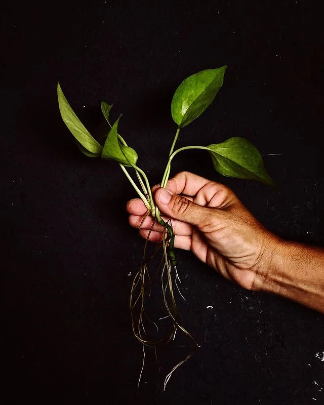 Plantas que decoran tu living