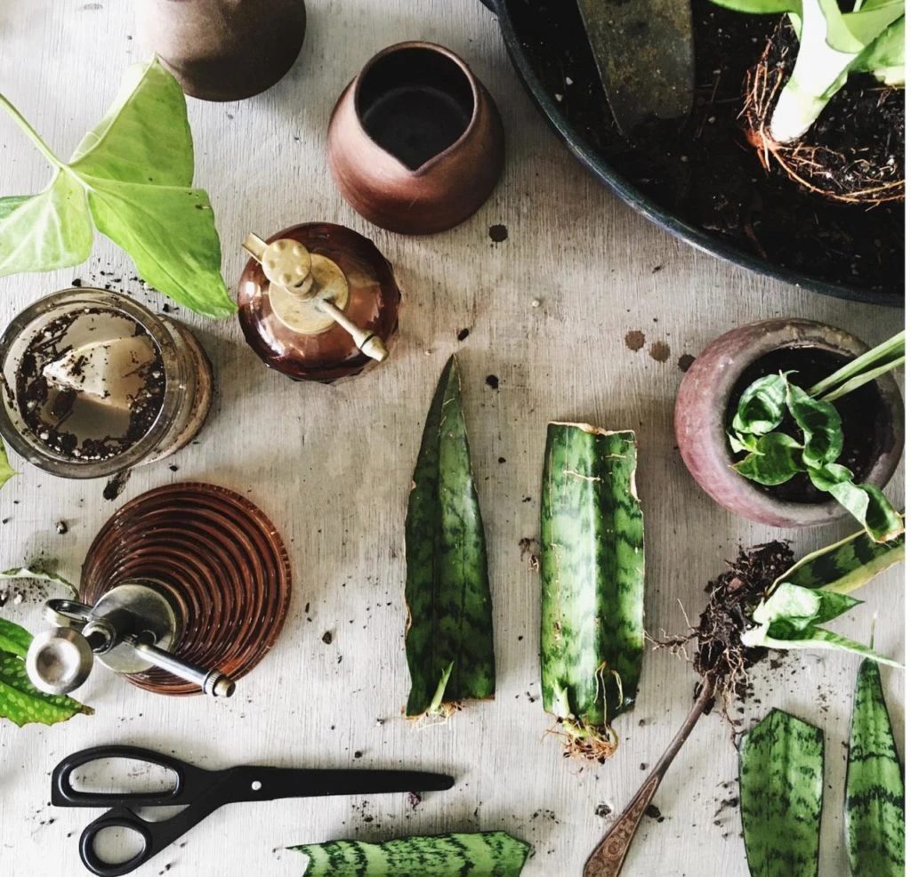 Plantas que decoran tu living