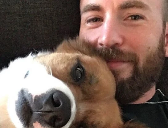 El costurero más lindo y tierno: Chris Evans cosió el peluche de su mascota, que atraviesa un difícil momento