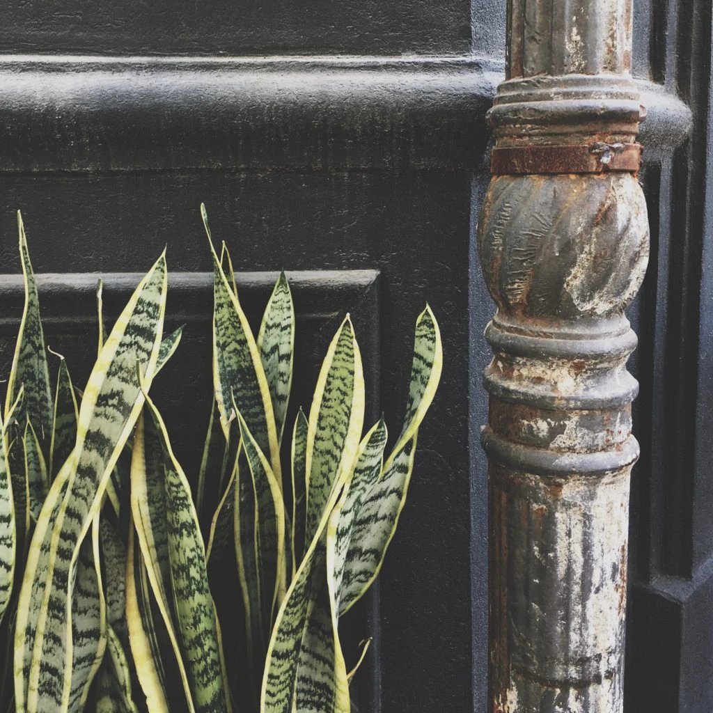 Plantas que decoran tu living