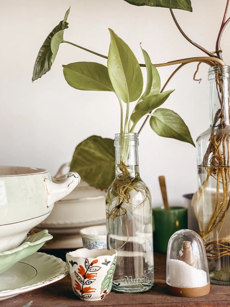 Plantas que decoran tu living