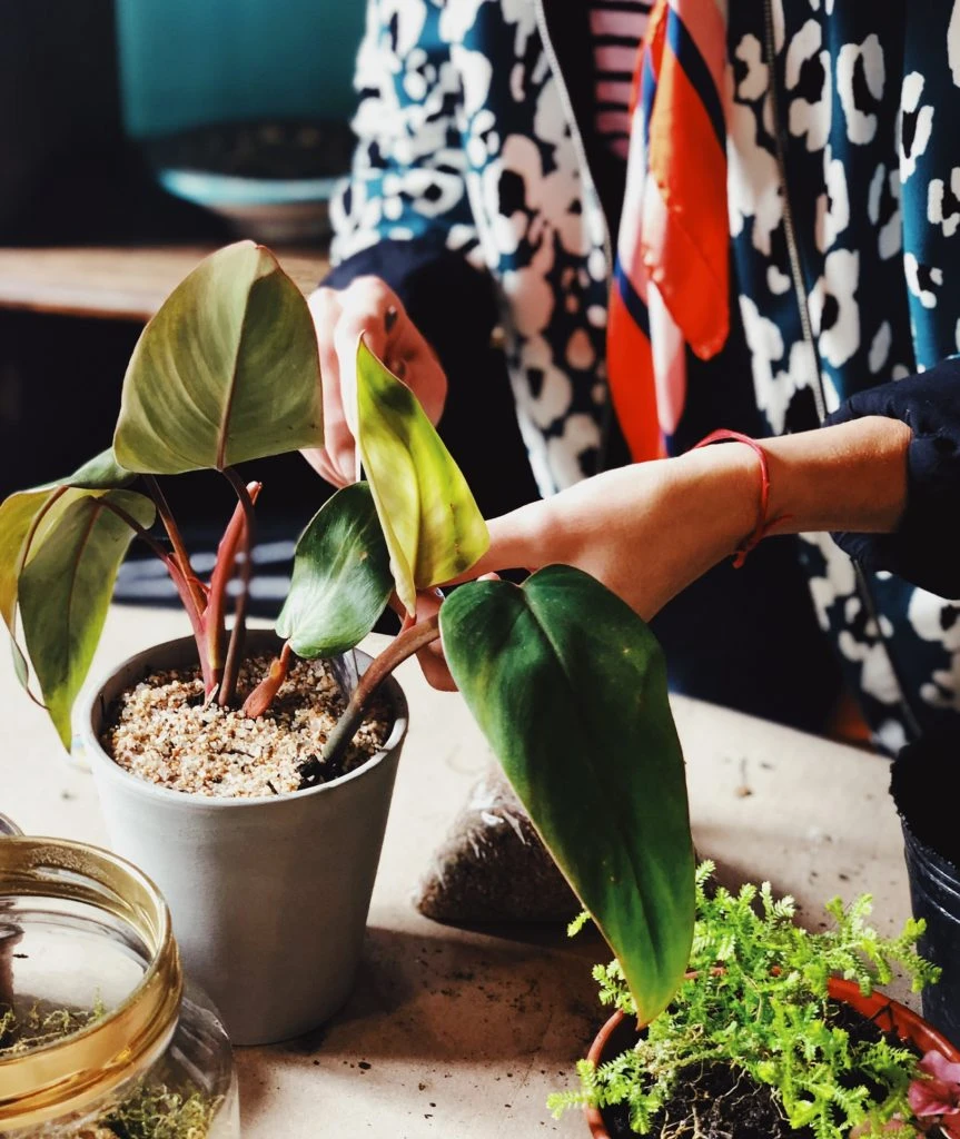 Plantas que decoran tu living