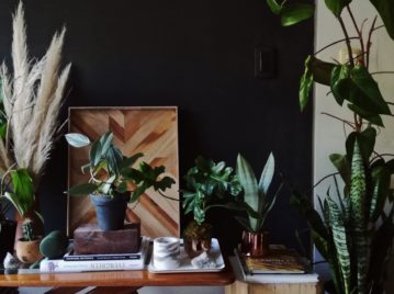 Plantas que decoran tu living