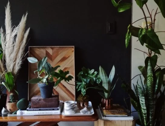 5 plantas de interior para la decoración de tu casa