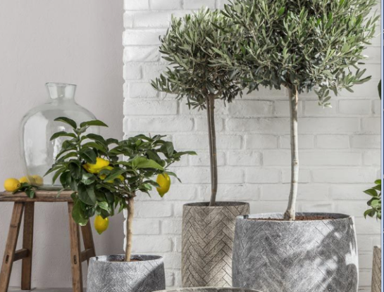 El olivo es el árbol perfecto para plantar en Pascuas