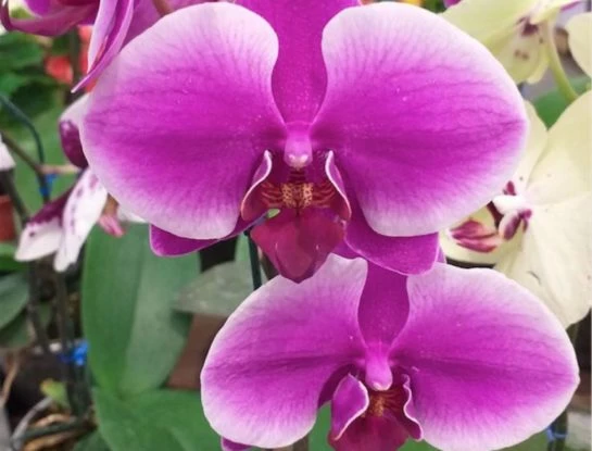 Lo que tenés que saber para tener (y cuidar) orquídeas en tu casa