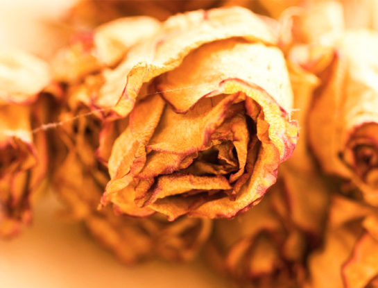 Cómo disecar una rosa y usarla para decoración