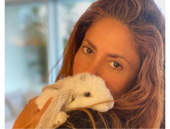 Shakira tiene varios conejos en su casa y los homenajeó, en Pascua, con un tierno video