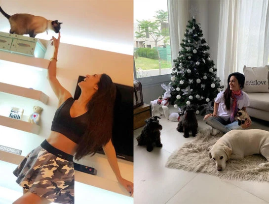 Silvina Escudero tiene los tips para tener una casa "pet friendly": te invitamos a recorrer su refugio privado en Tigre