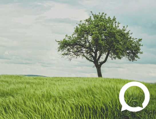 9 beneficios de los árboles: fundamentales para la vida tanto en los bosques como en las ciudades