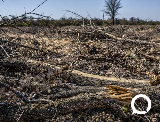 Destrucción forestal: Argentina está en el cuarto lugar entre los países con la mayor pérdida de bosques en América Latina