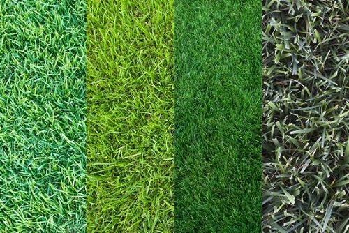 Cómo cuidar el césped en invierno (la jardinería no se suspende por