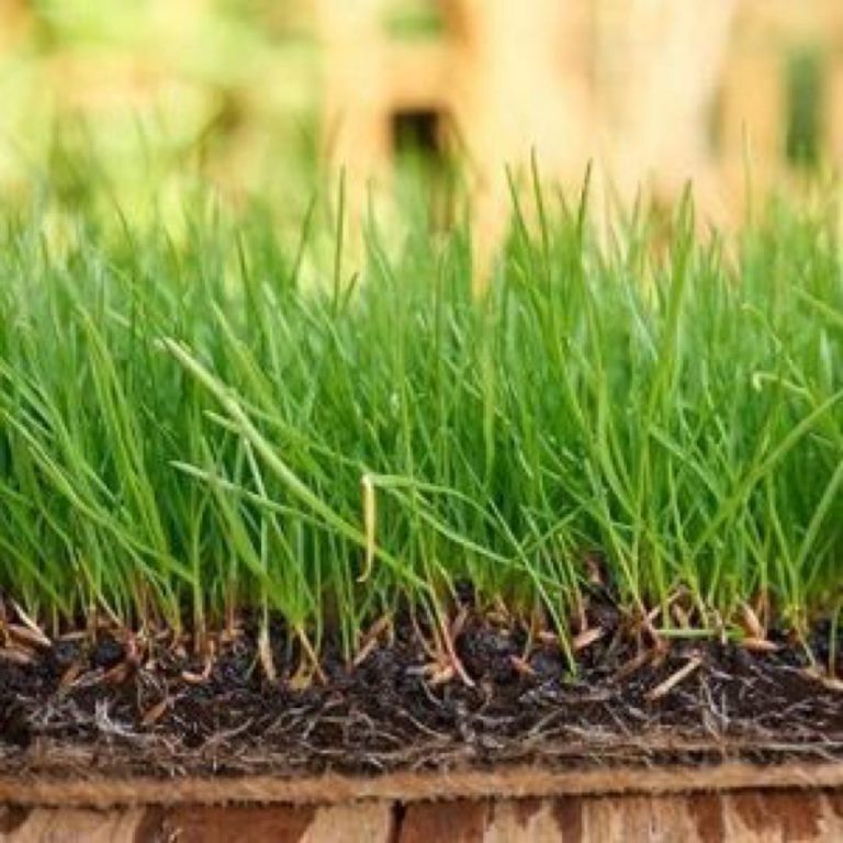 Cómo cuidar el césped en invierno (la jardinería no se suspende por