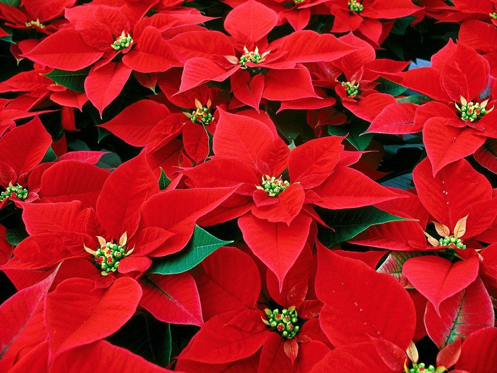 Estas son las 7 plantas y flores para ponerle color a tu casa en invierno –  Revista Para Ti