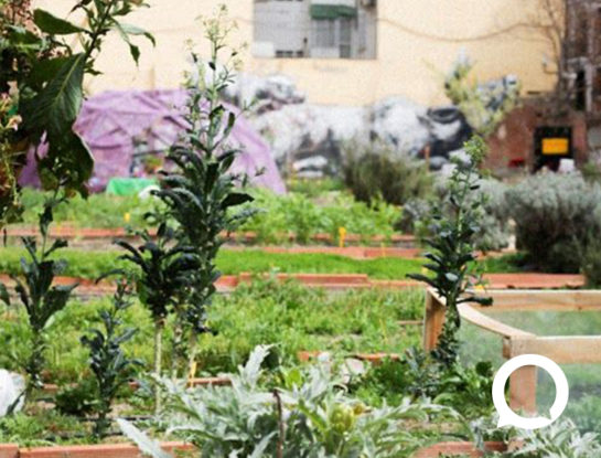 Huertos urbanos para mejorar la calidad de vida en las ciudades