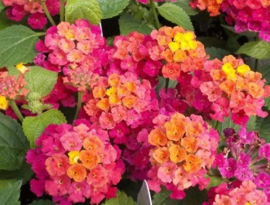 Estas son las 7 plantas y flores para ponerle color a tu casa en invierno
