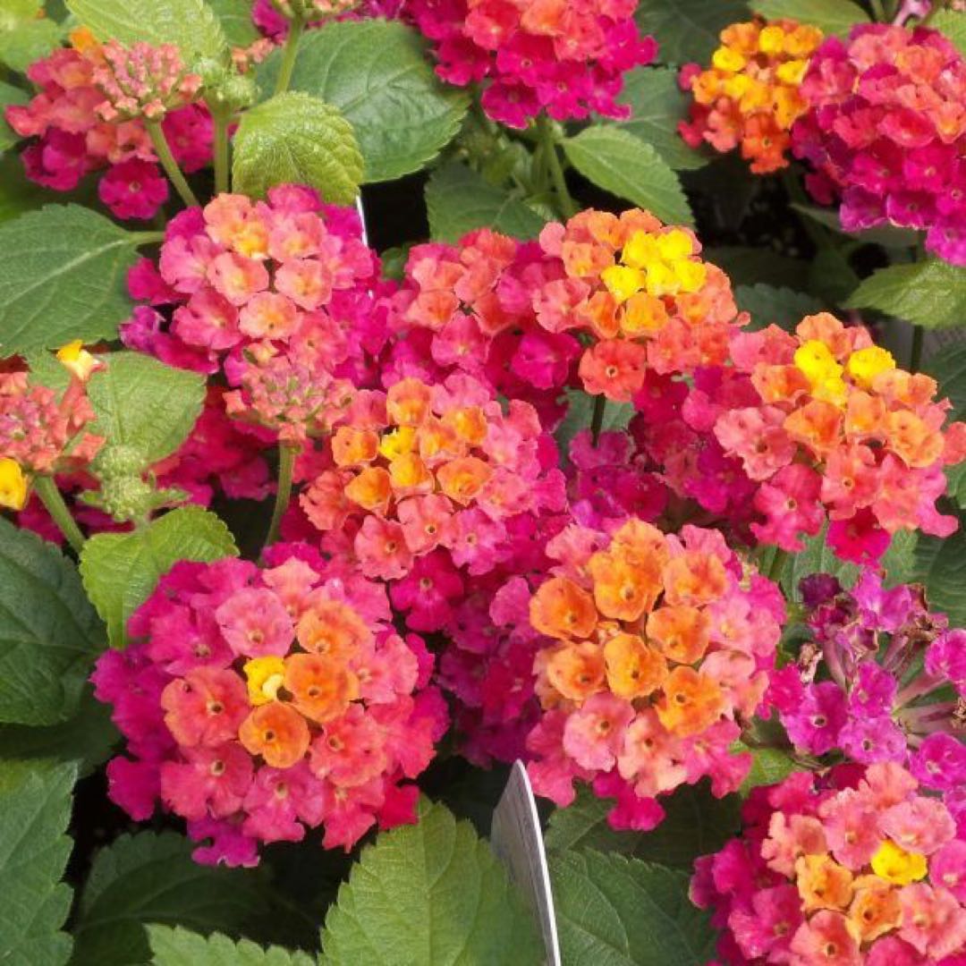 Estas son las 7 plantas y flores para ponerle color a tu casa en invierno –  Revista Para Ti