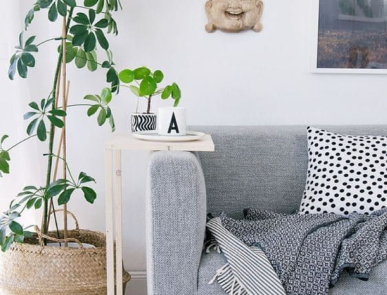 5 cosas que tenés que saber sobre dónde y cómo decorar con plantas según el Feng Shui