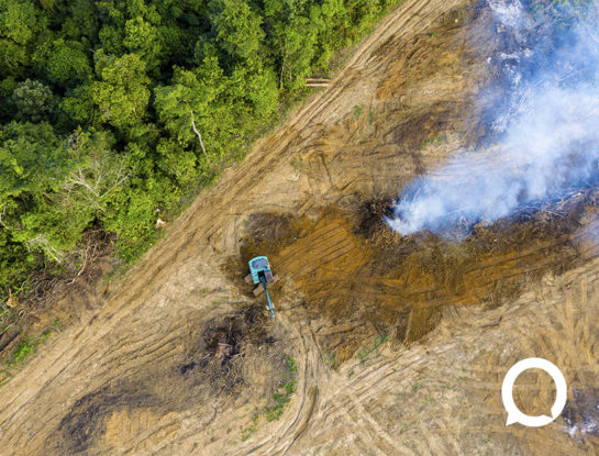 La pérdida de biodiversidad es solo la punta del iceberg de una crisis global