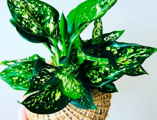 6 curiosidades que tenés que saber sobre la aglaonema costatum: la planta de interior ideal para principiantes