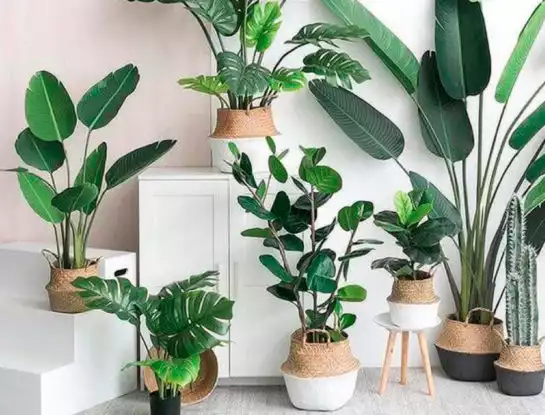 #DecoTips: 7 plantas de interior que son tendencia y decoran tu casa