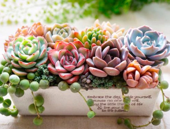 6 curiosidades que tenés que saber sobre la echeveria: la reina de las suculentas
