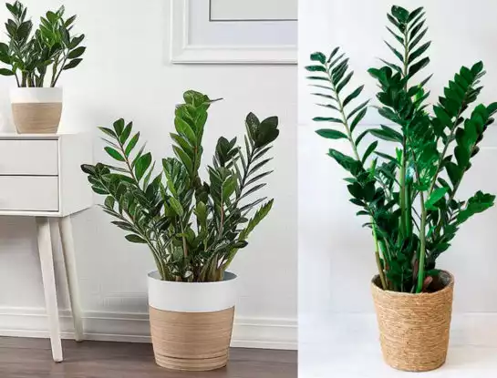 7 curiosidades que tenés que saber sobre la zamioculca, la planta de interior "todo terreno"