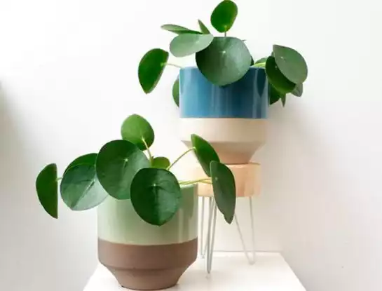 7 curiosidades que tenés que saber sobre la pilea peperomioides: la planta de interior más deseada