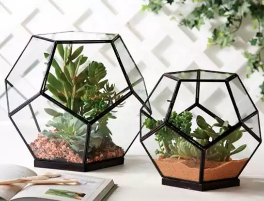 Todo lo que tenés que saber a la hora de elegir un terrario: el ítem tendencia de la decoración 2021