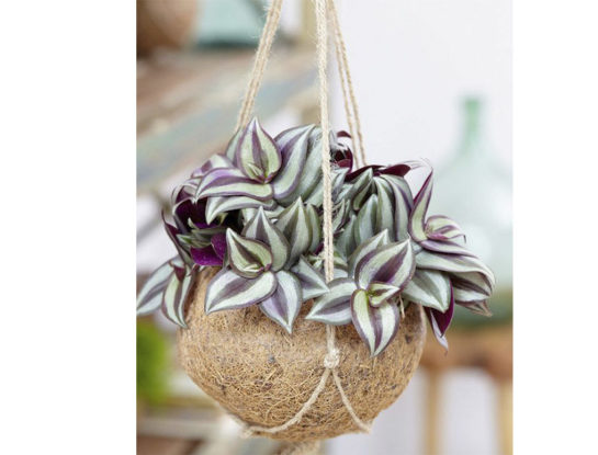 5 curiosidades que tenés que saber sobre la tradescantia zebrina, la planta tricolor que es tendencia en decoración de interiores