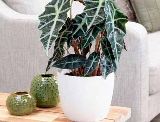 7 curiosidades que tenés que conocer sobre la alocasia polly: la planta tropical que es furor en decoración