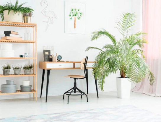 5 curiosidades que tenés que saber sobre la areca: la planta de interior de fácil mantenimiento y vida larga