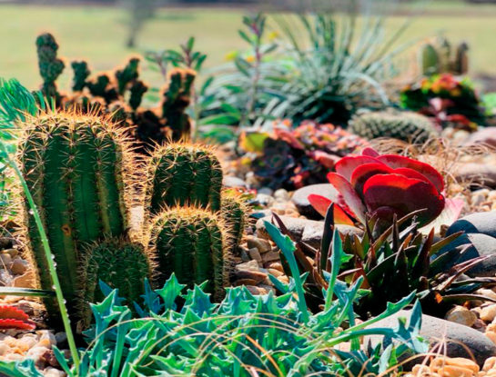 #DecoTips: todo lo que tenés que saber para armar tu propio cactario