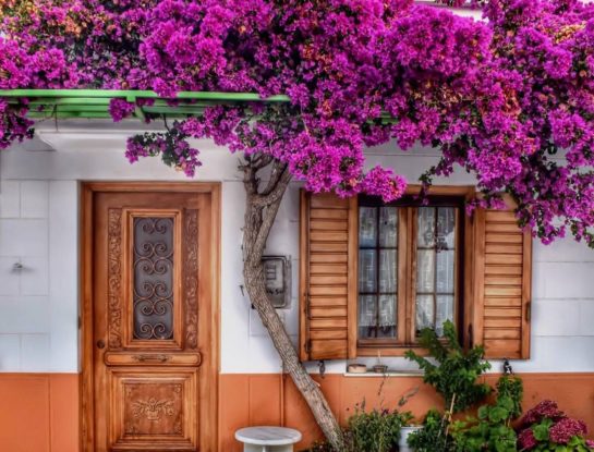 Las más lindas trepadoras con flor para darle color a tu jardín