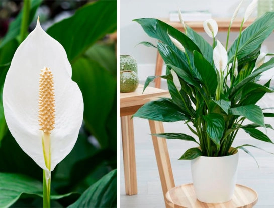 6 curiosidades que tenés que saber sobre el espatifilo: la planta de interior que depura el aire y transmite relax