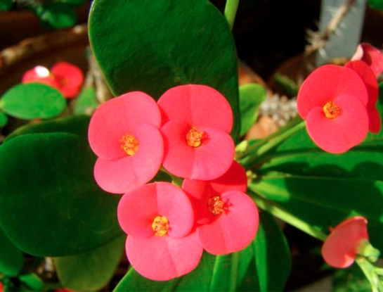 6 curiosidades que tenés que saber sobre la Corona de Cristo: la planta de interior resistente que florece todo el año
