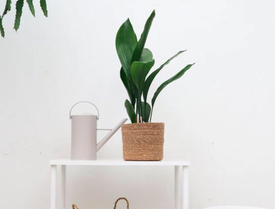 6 curiosidades que tenés que saber sobre la aspidistra: la clásica planta de interior súper resistente