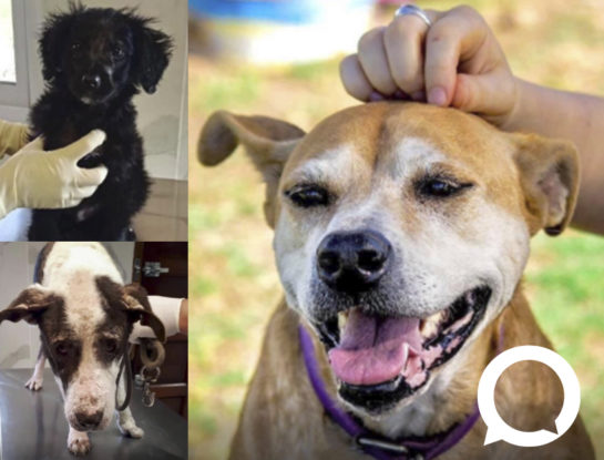 El Campito Refugio, un lugar al servicio de la vida animal: "Todos los perros tienen derecho a estar en una casa"