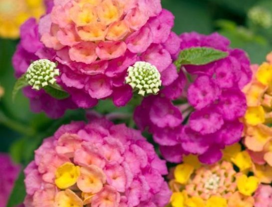 Hortensias: todo sobre la flor con "mala prensa" que hoy está de moda