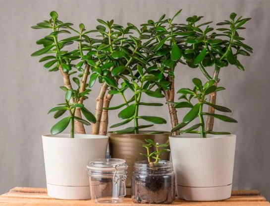 8 curiosidades que tenés que saber sobre el Árbol de Jade: la suculenta que simboliza la buena suerte y la abundancia